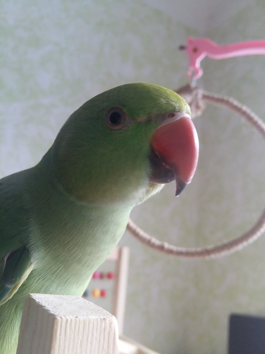 Жако и ожереловый попугай