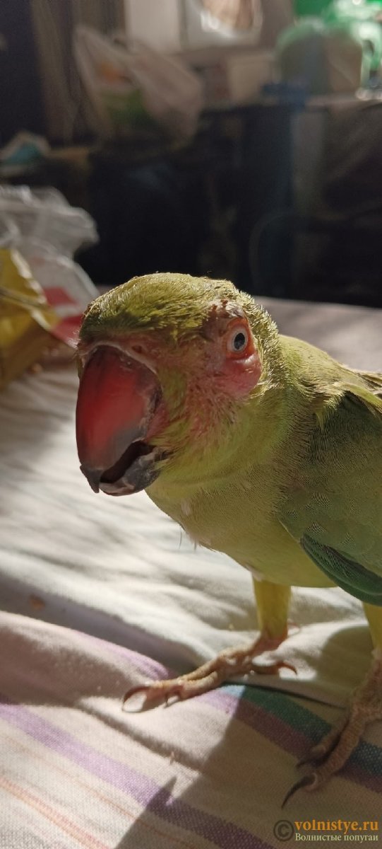 Ожереловый попугай лопочет