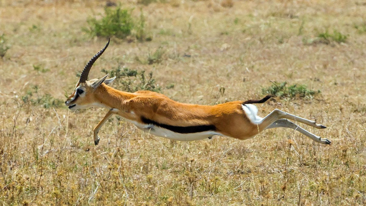 Тибетский дзерен