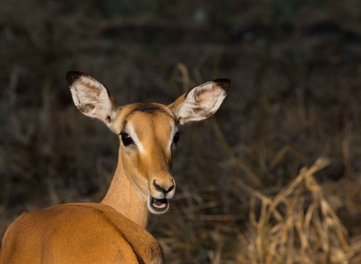 Чернопятая антилопа