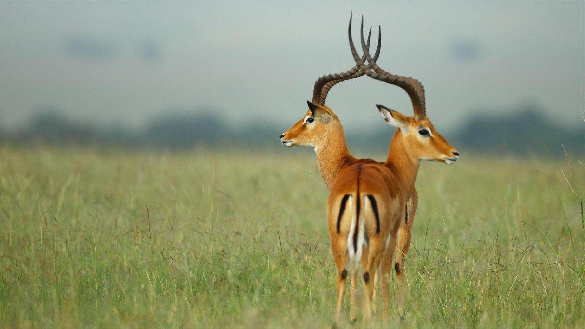 Антилопа Томпсона