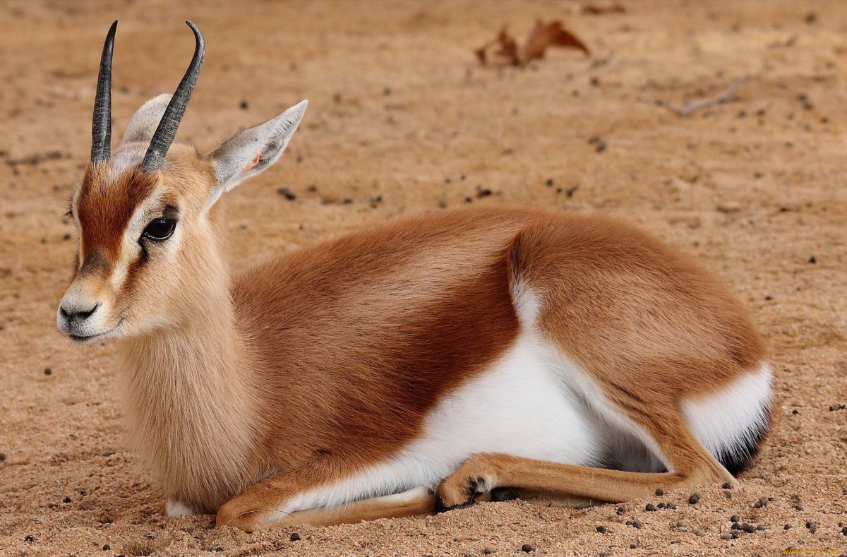 Антилопа Джейран