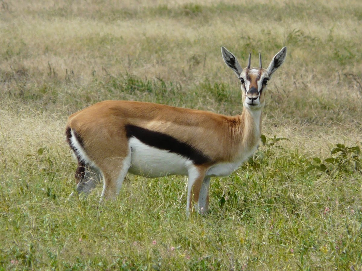 Gazella rufifrons