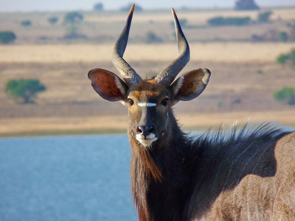 Африканская антилопа Ньяла