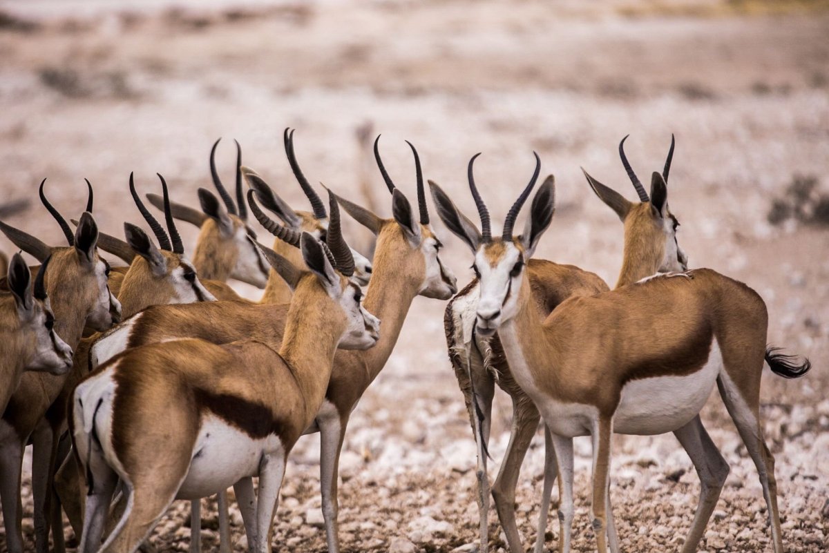 Антилопа дзерен