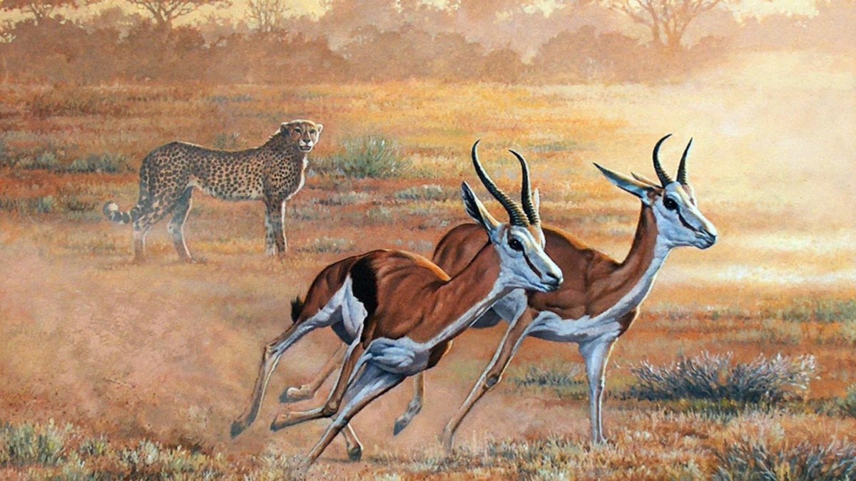 Антилопы сен Санс