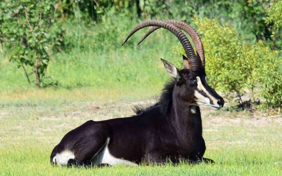 Лошадиная антилопа