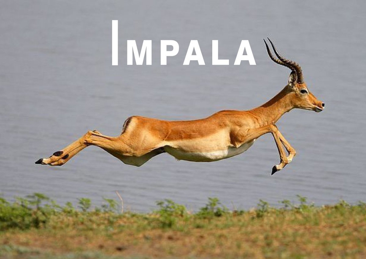 Антилопа скорость бега