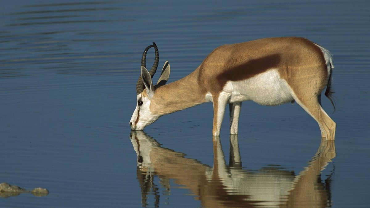 Водяная антилопа озера Чад