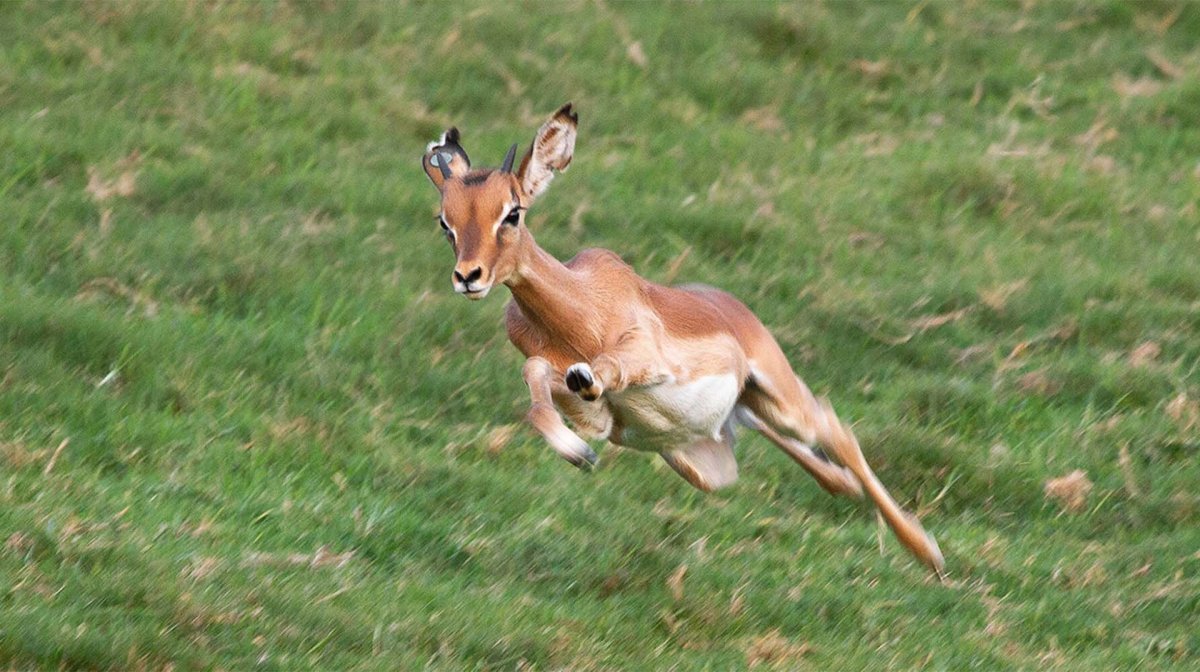 Антилопа Томпсона бег