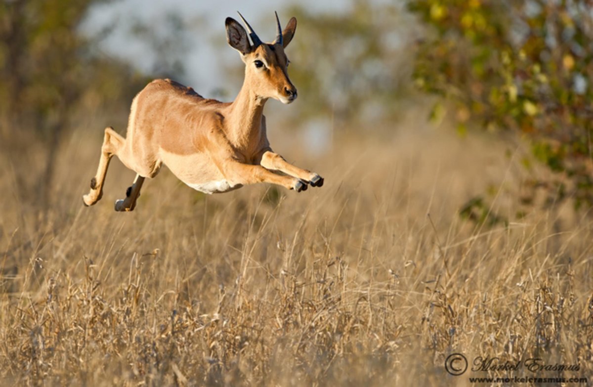 Антилопа Импала в прыжке