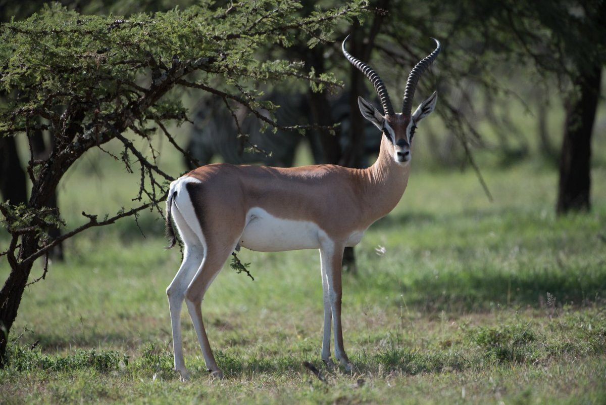 Газель животное самец