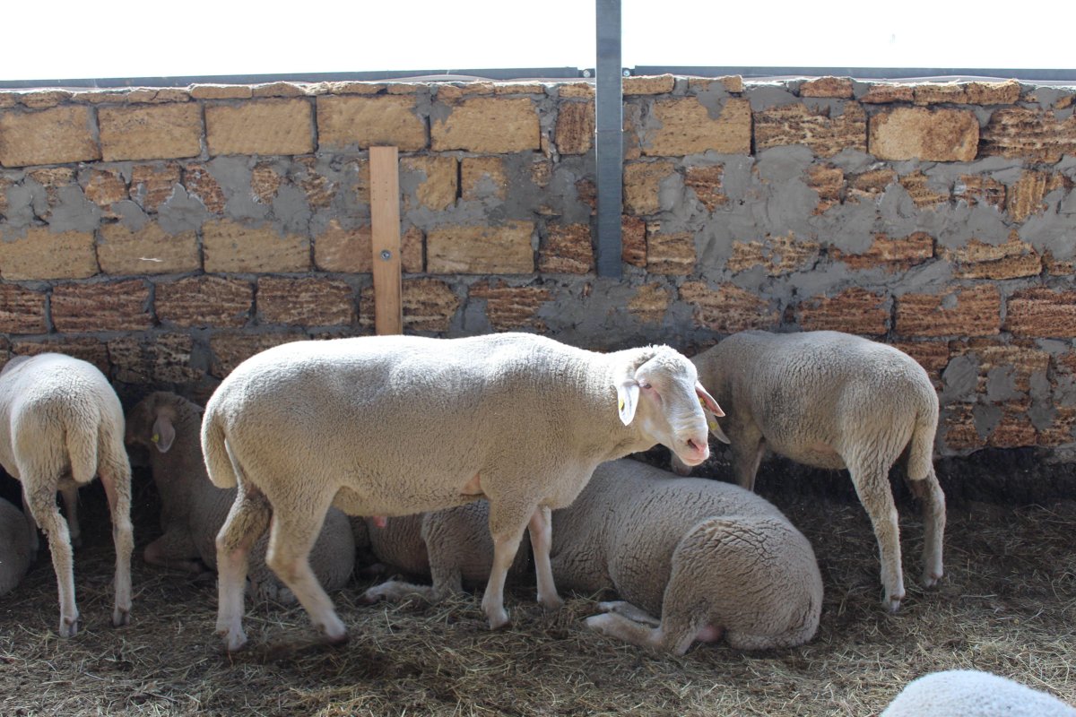 Мериноланд порода овец