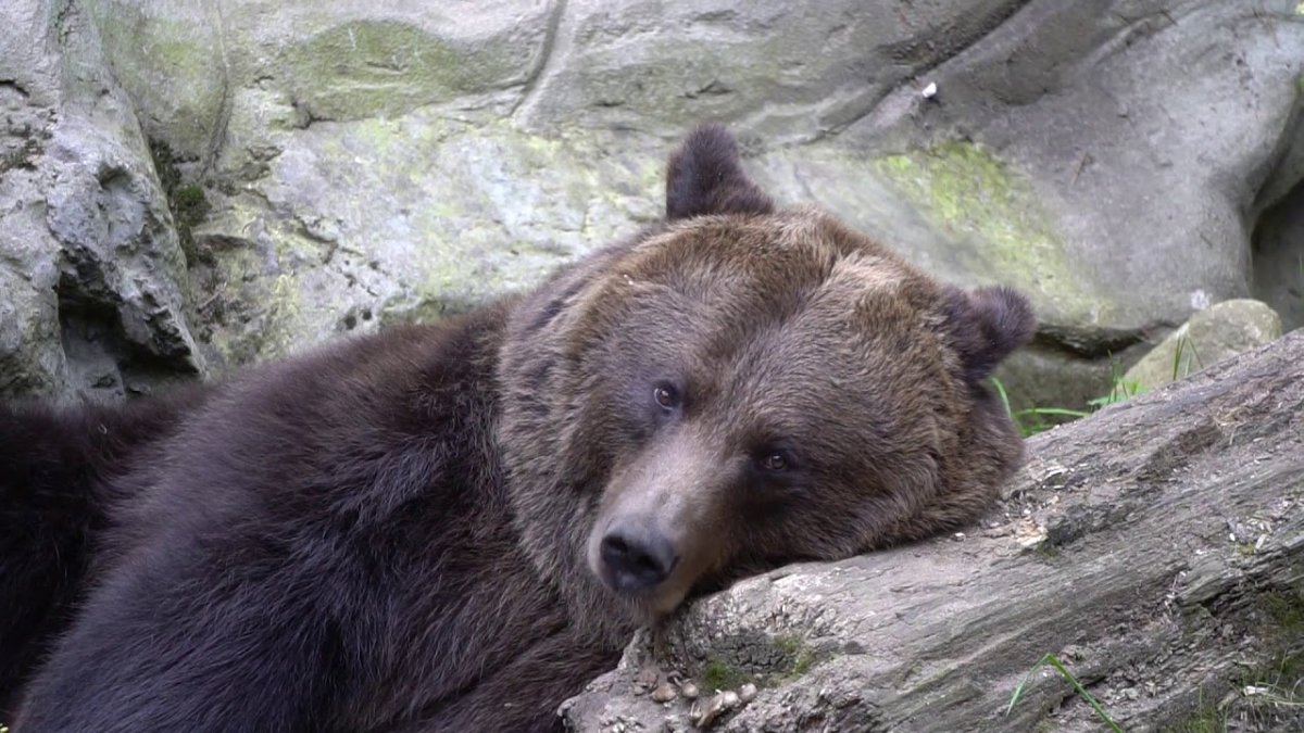 Медведь в Окском заповеднике Рязанской области. Медвежий испуг Макс 10500.