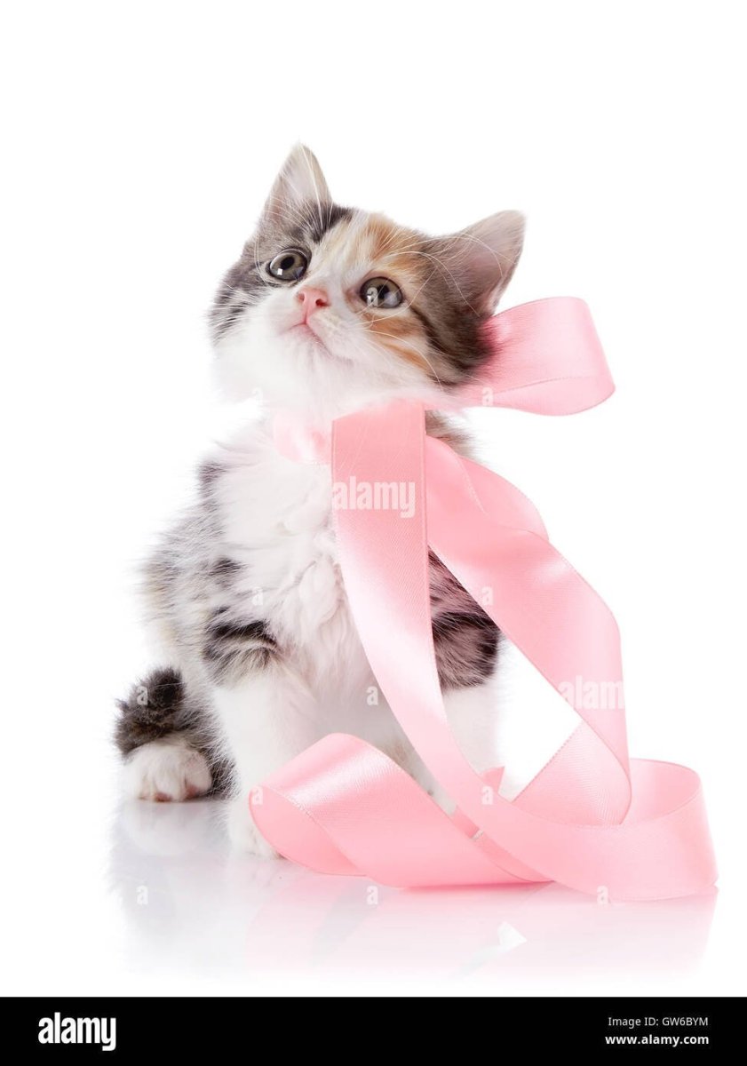 Белый котенок с бантиком