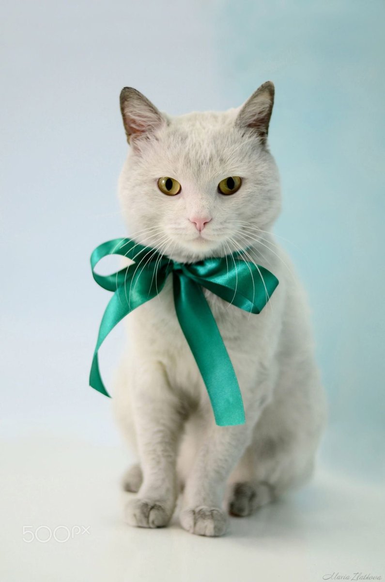 Кошка с бантом