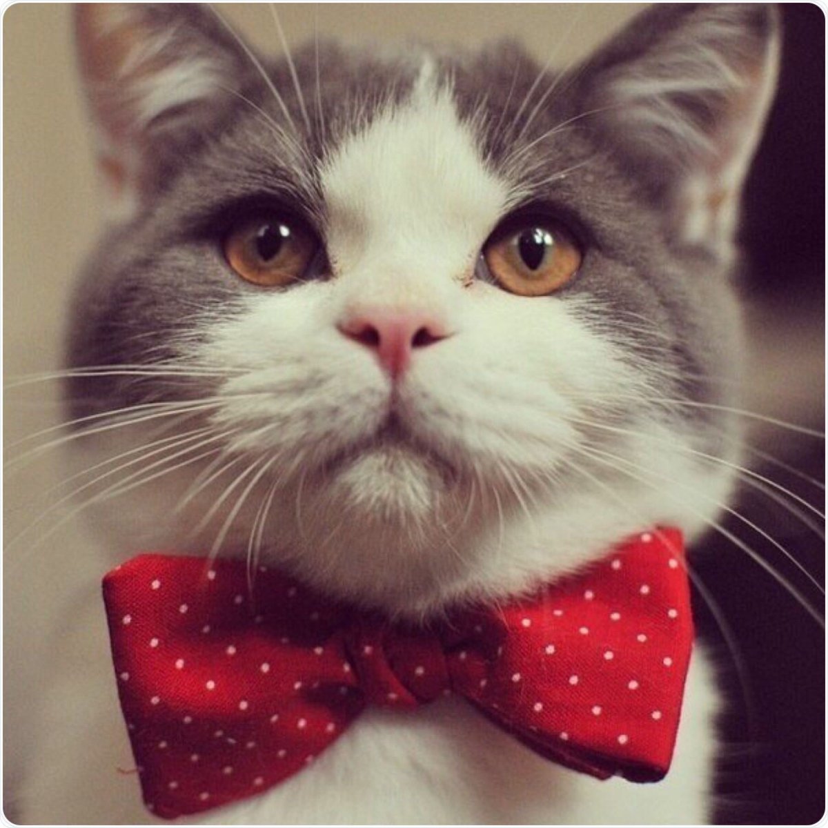 Кошка с бантиком