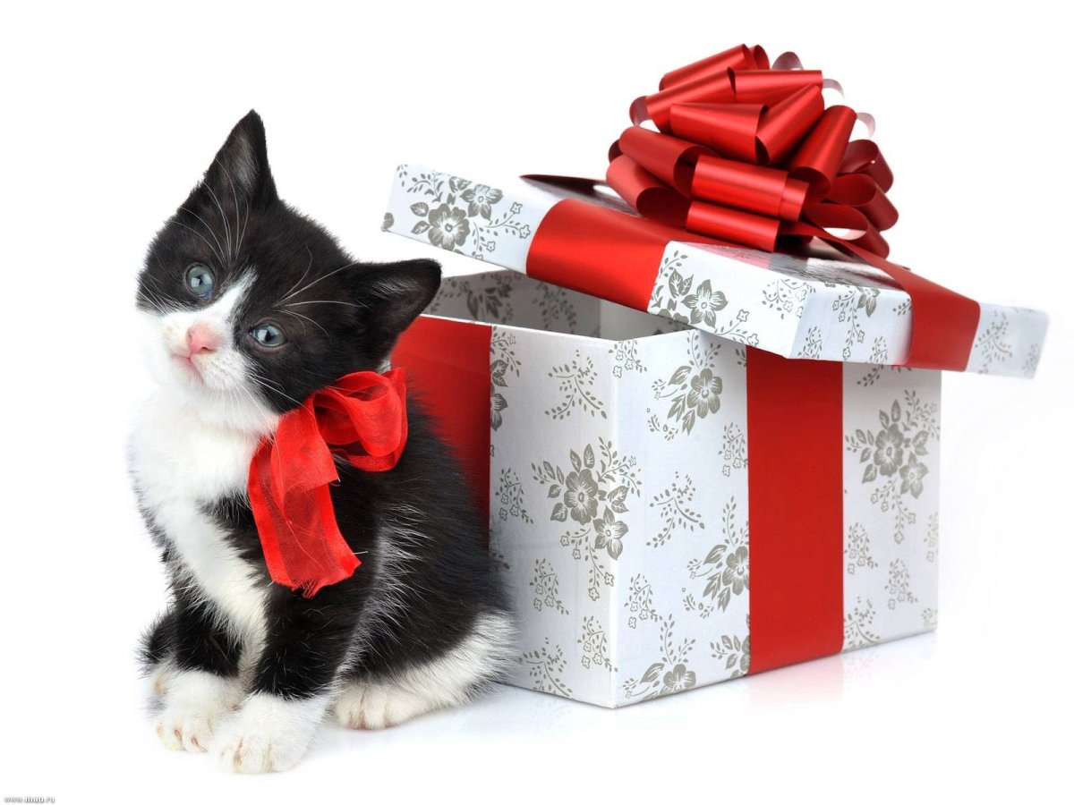 Кошка красавица открытка с днем рождения