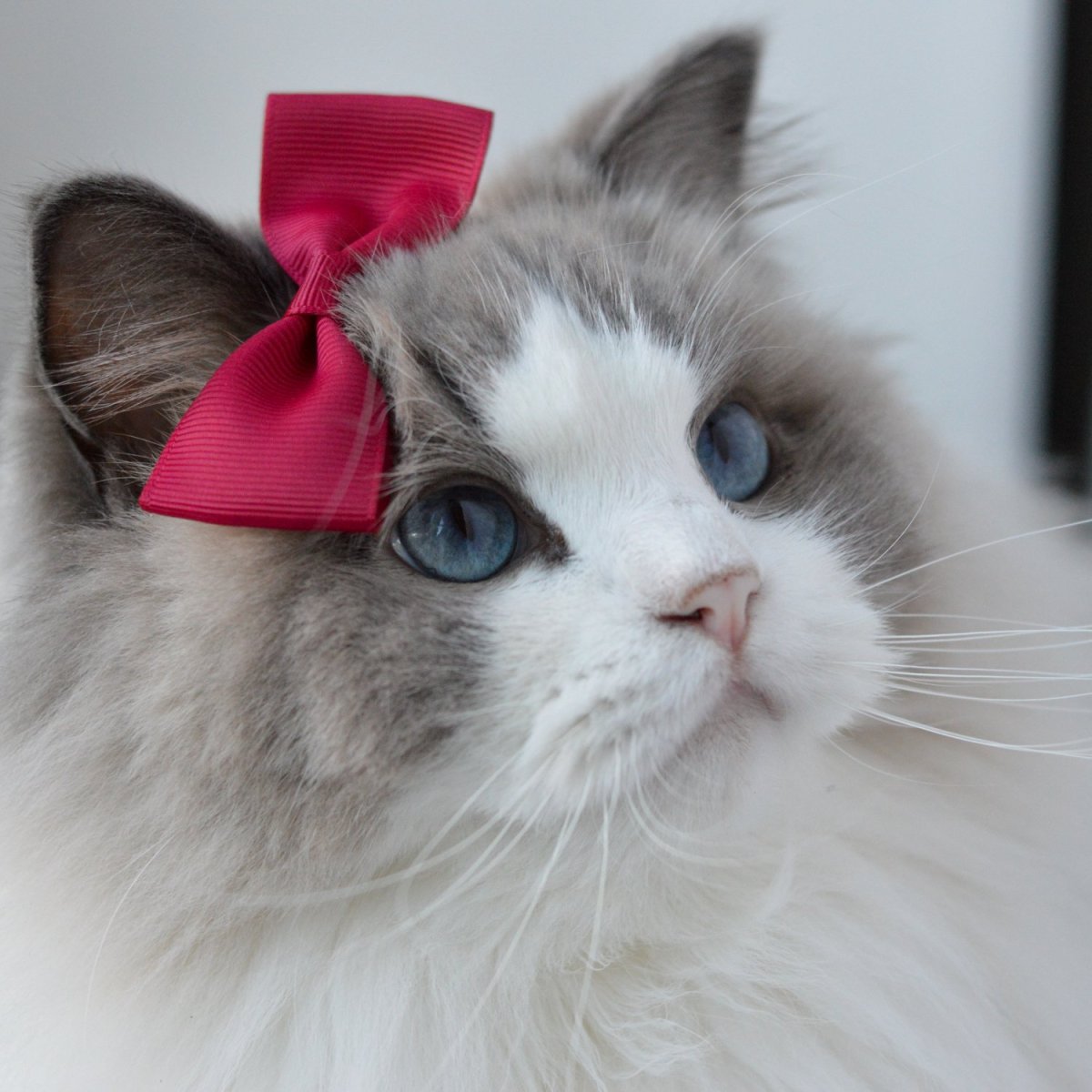 Кошка Аврора Рэгдолл