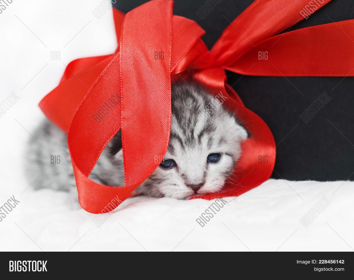 Кот с подарочным бантиком