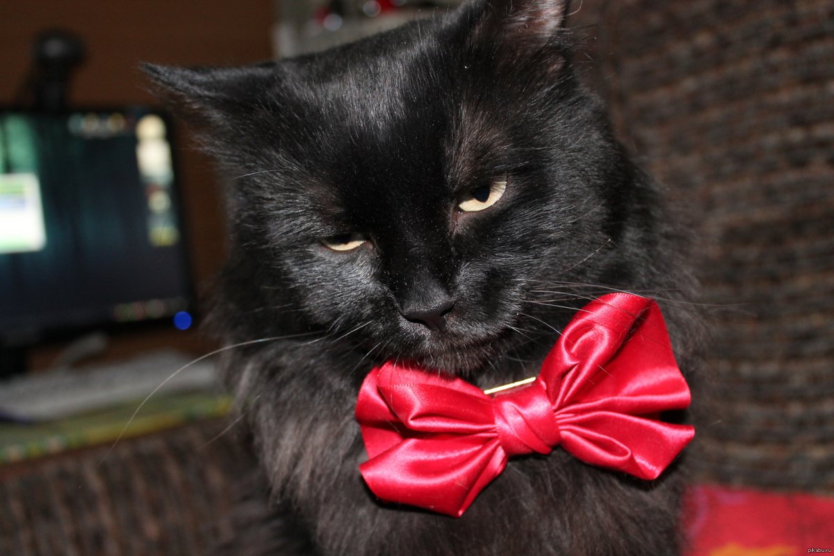 Кошечка с бантиком