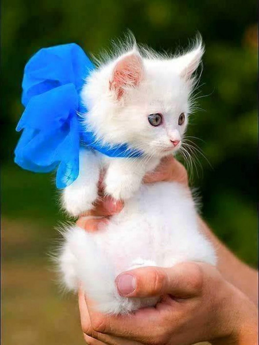 Белый котенок с бантиком