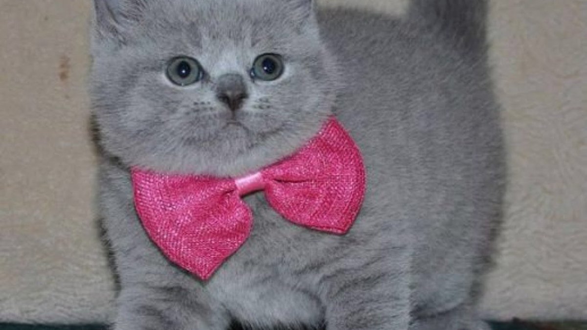 Британский кот с бантиком