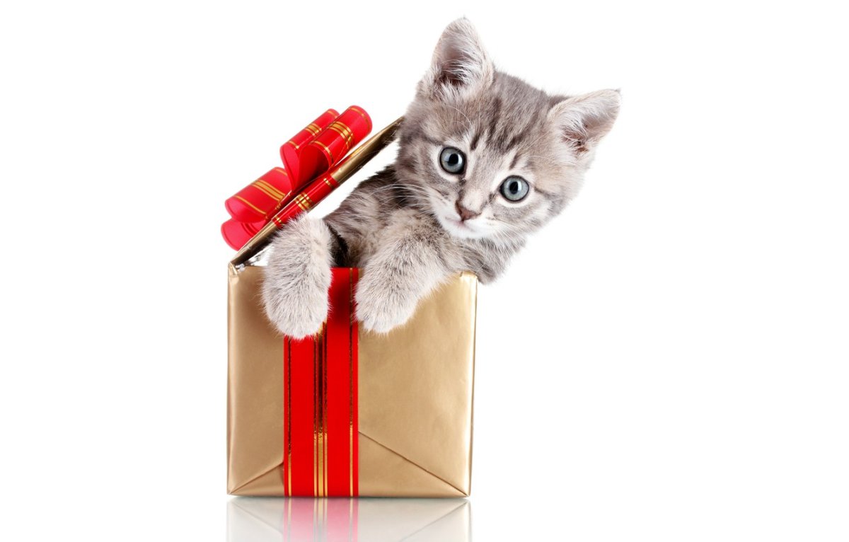 Кот с подарком