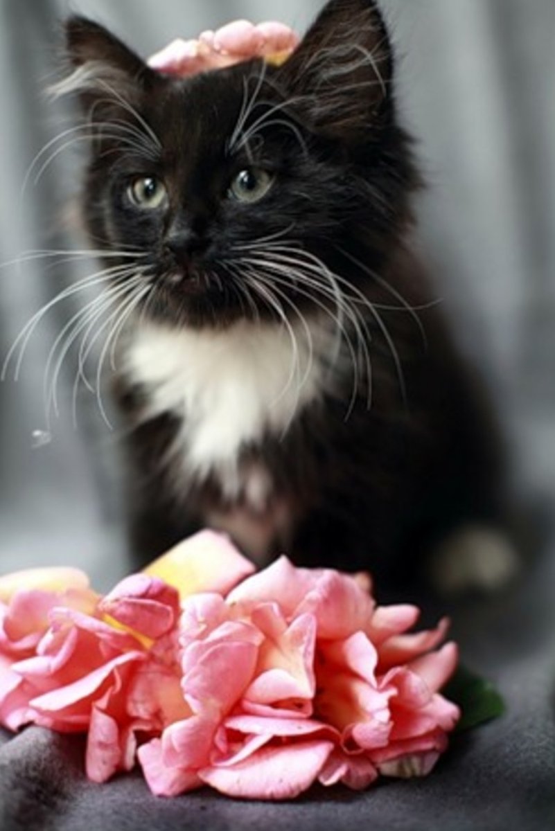 Черная кошка с бантиком