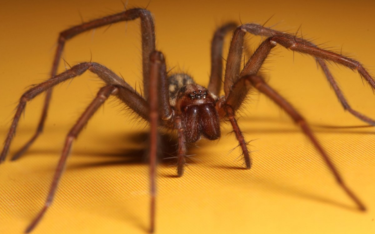 Рыжий паук с длинными лапами