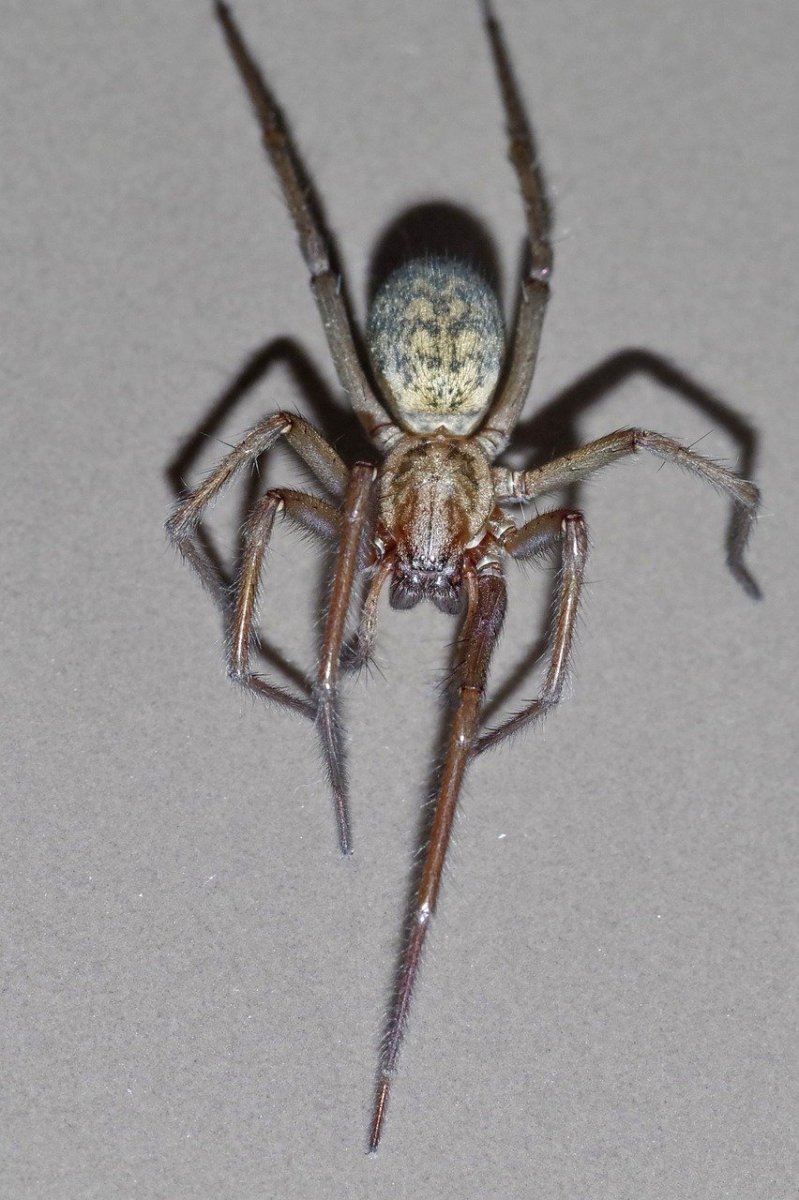 Tegenaria domestica паук