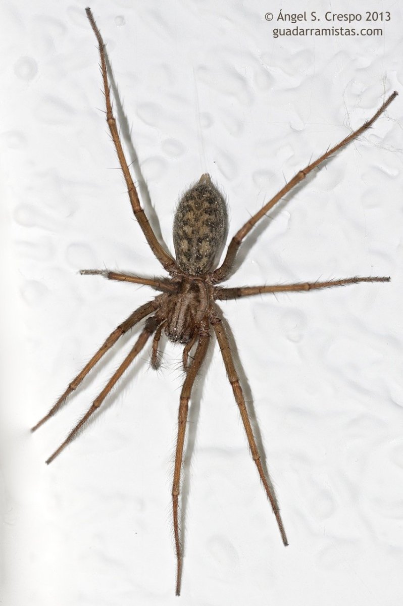 Чердачный паук (Tegenaria atrica)