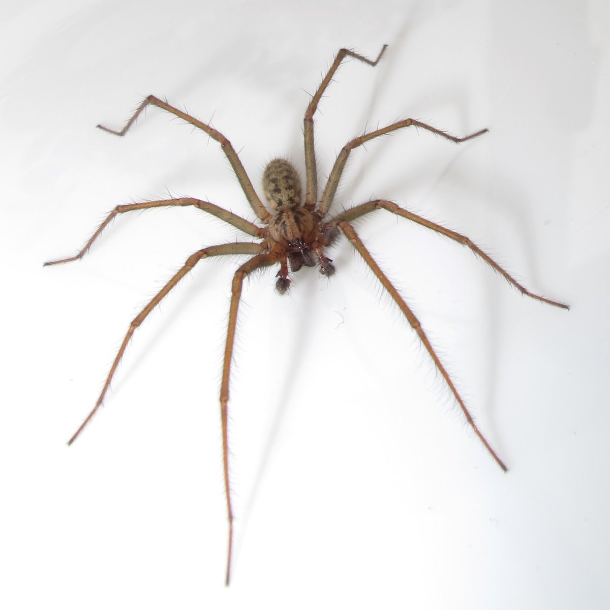 Чердачный паук (Tegenaria atrica)