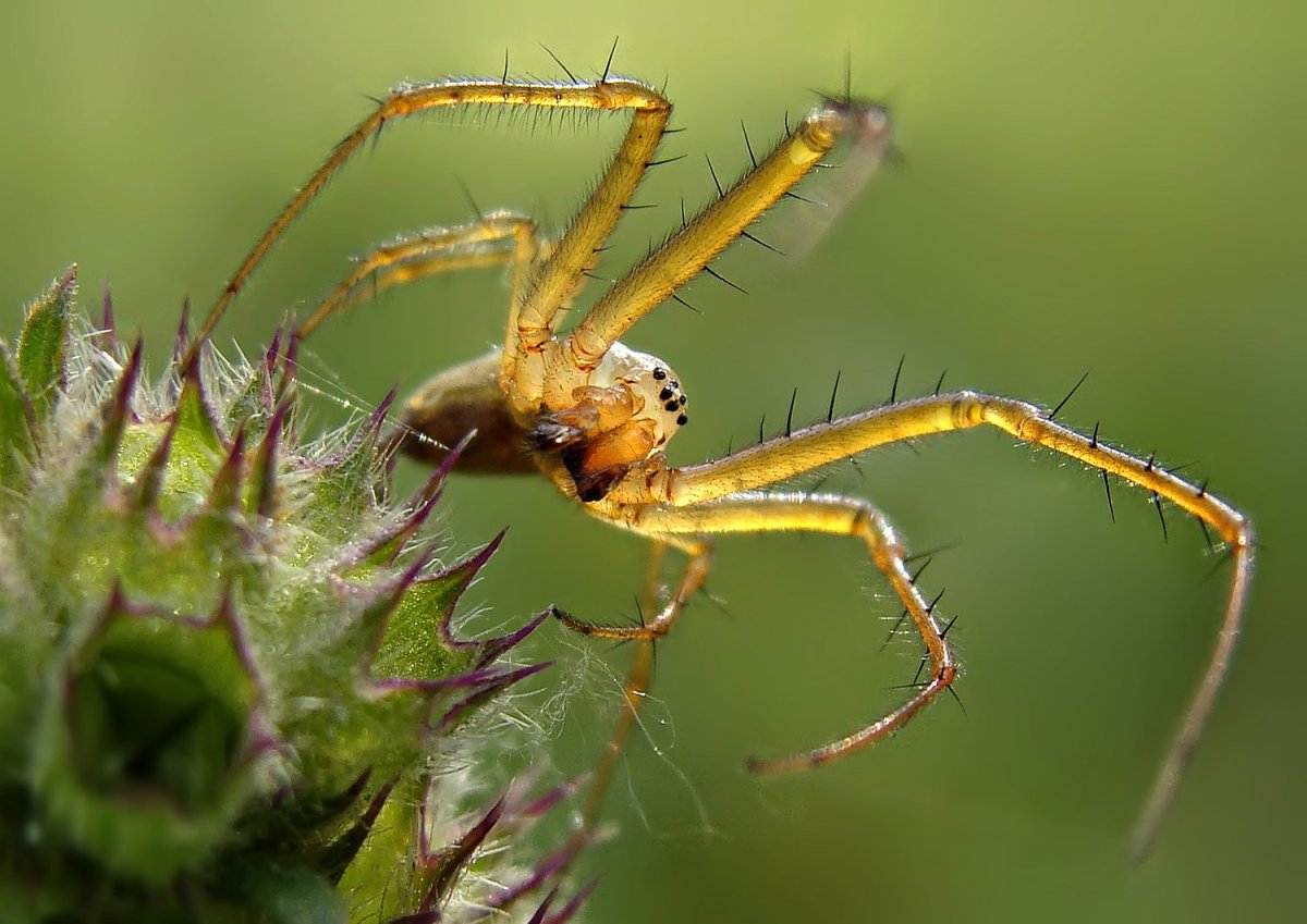 Паук колючка