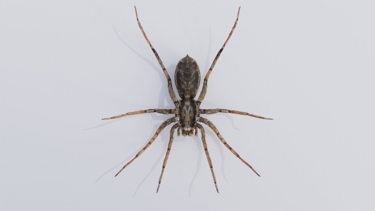 Пауки Республики Коми