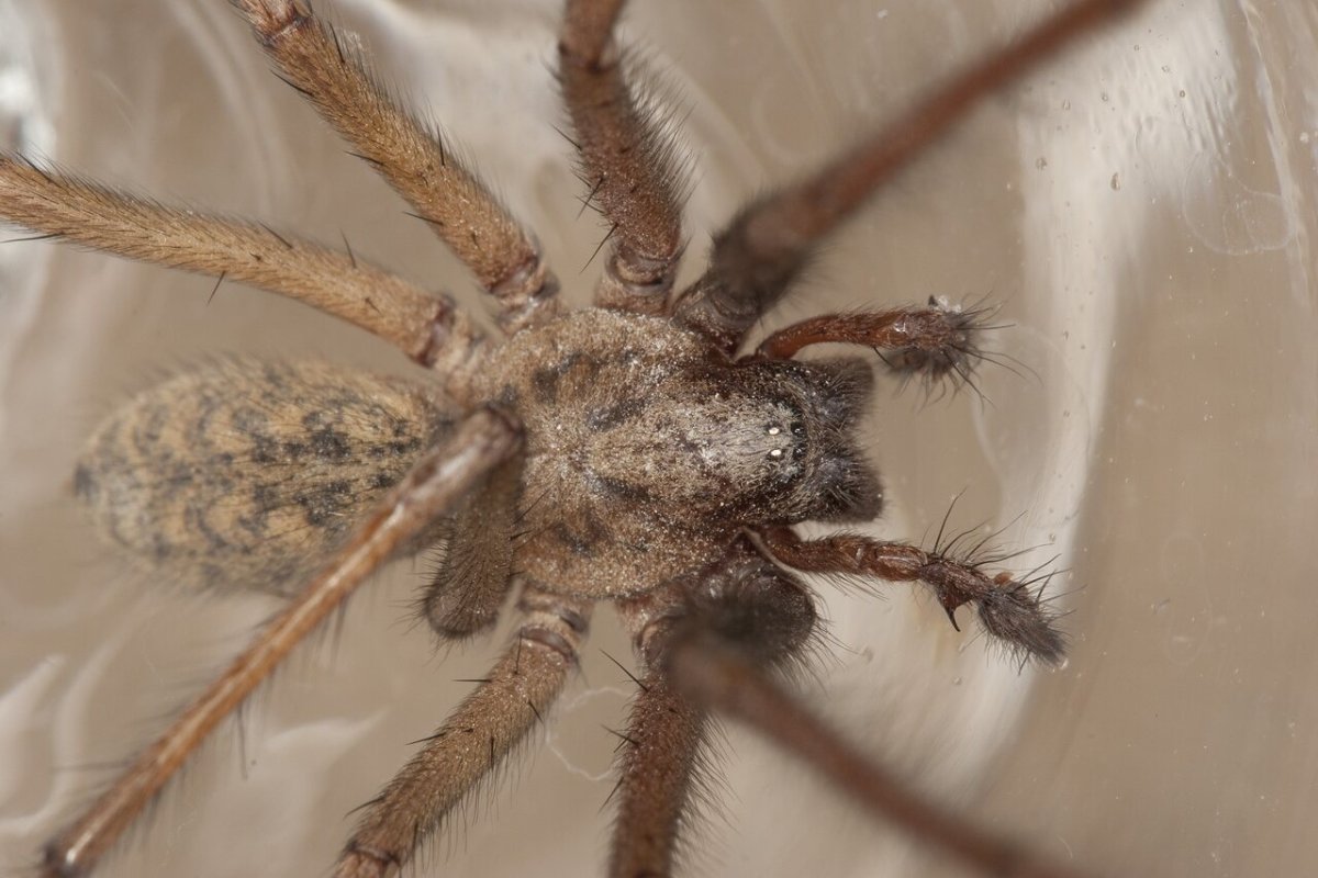 Чердачный паук (Tegenaria atrica)