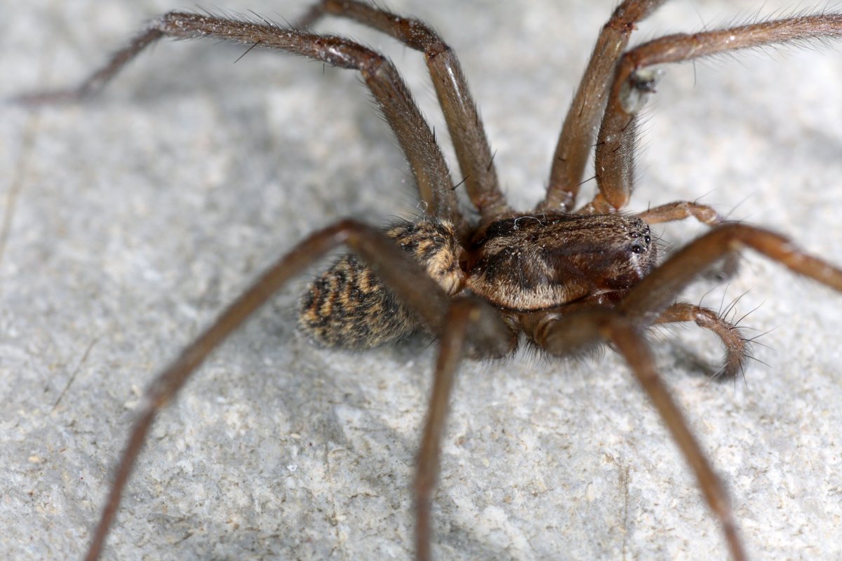 Лабиринтовый паук тегенария