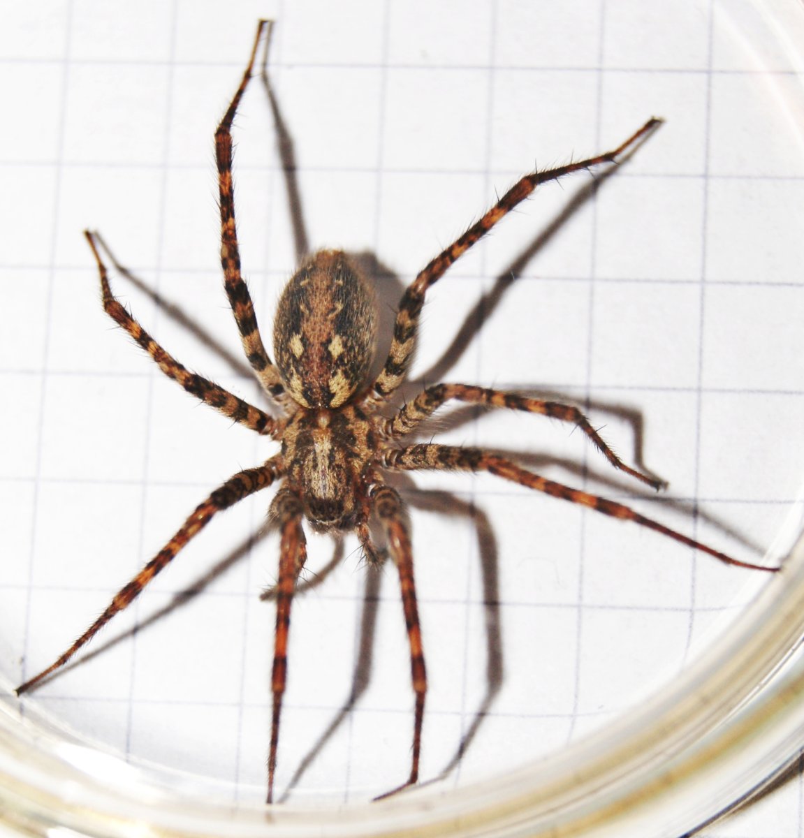 Tegenaria ferruginea