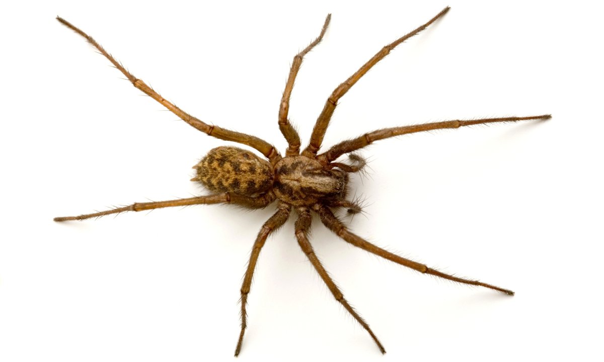 Tegenaria gigantea