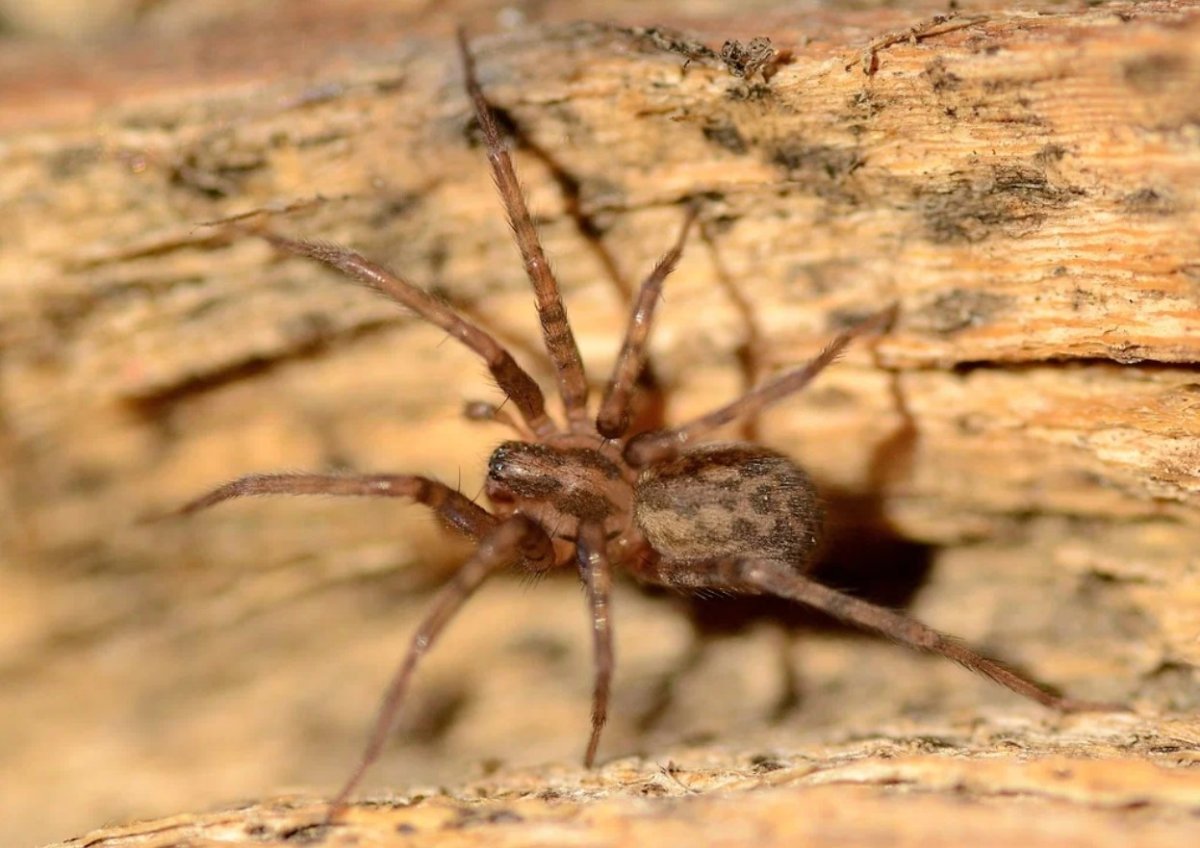 Домовый паук