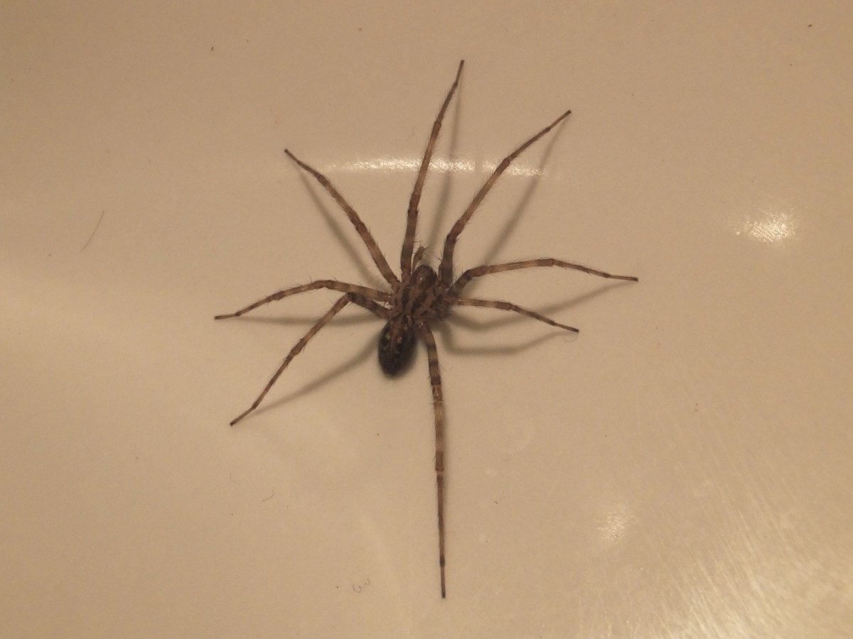 Луговой паук тегенария