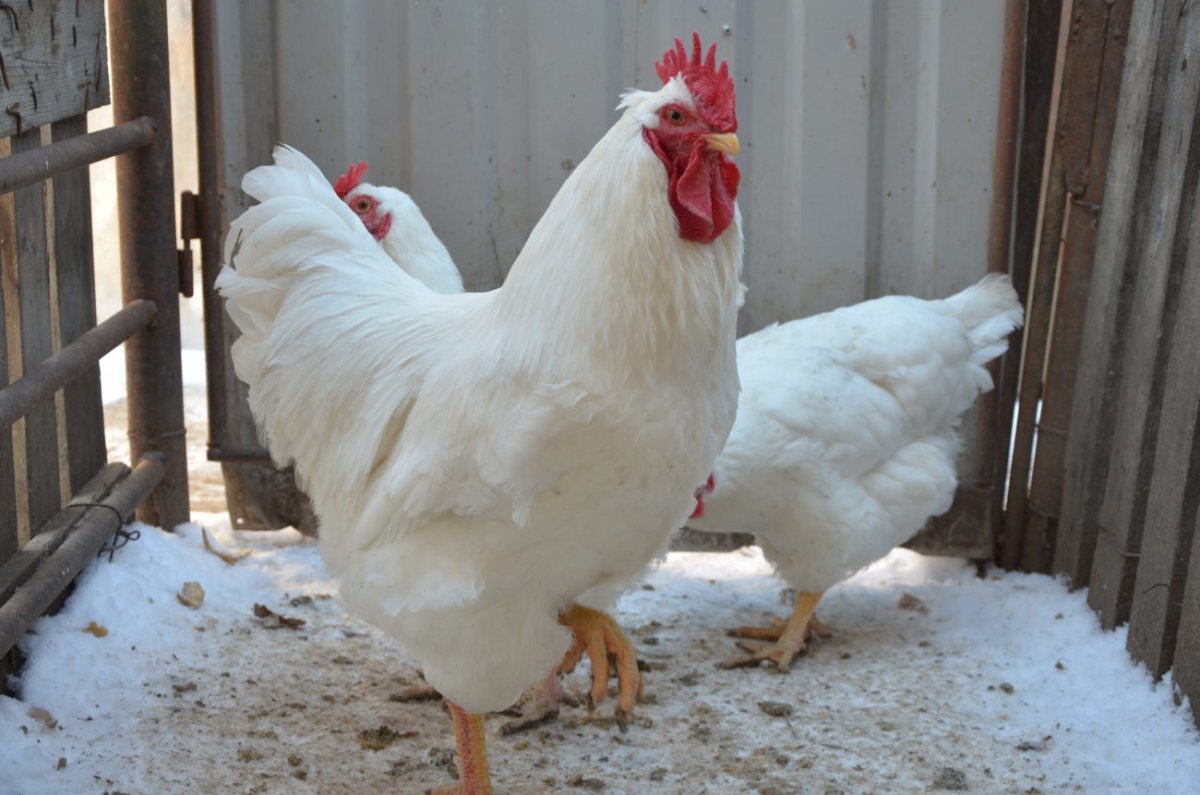 Белый плимутрок