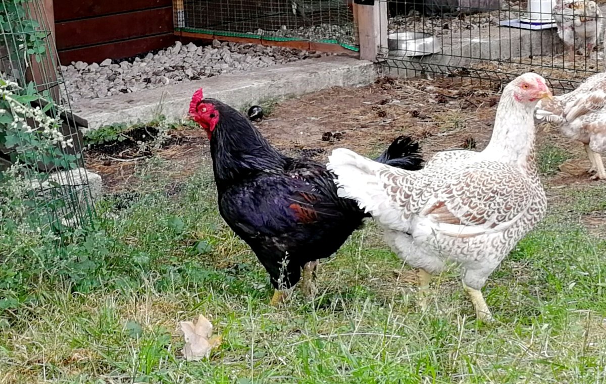 Корниш куры