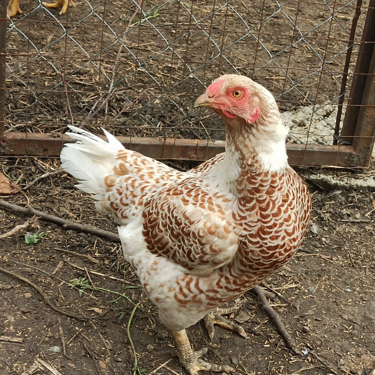 Царскосельские куры