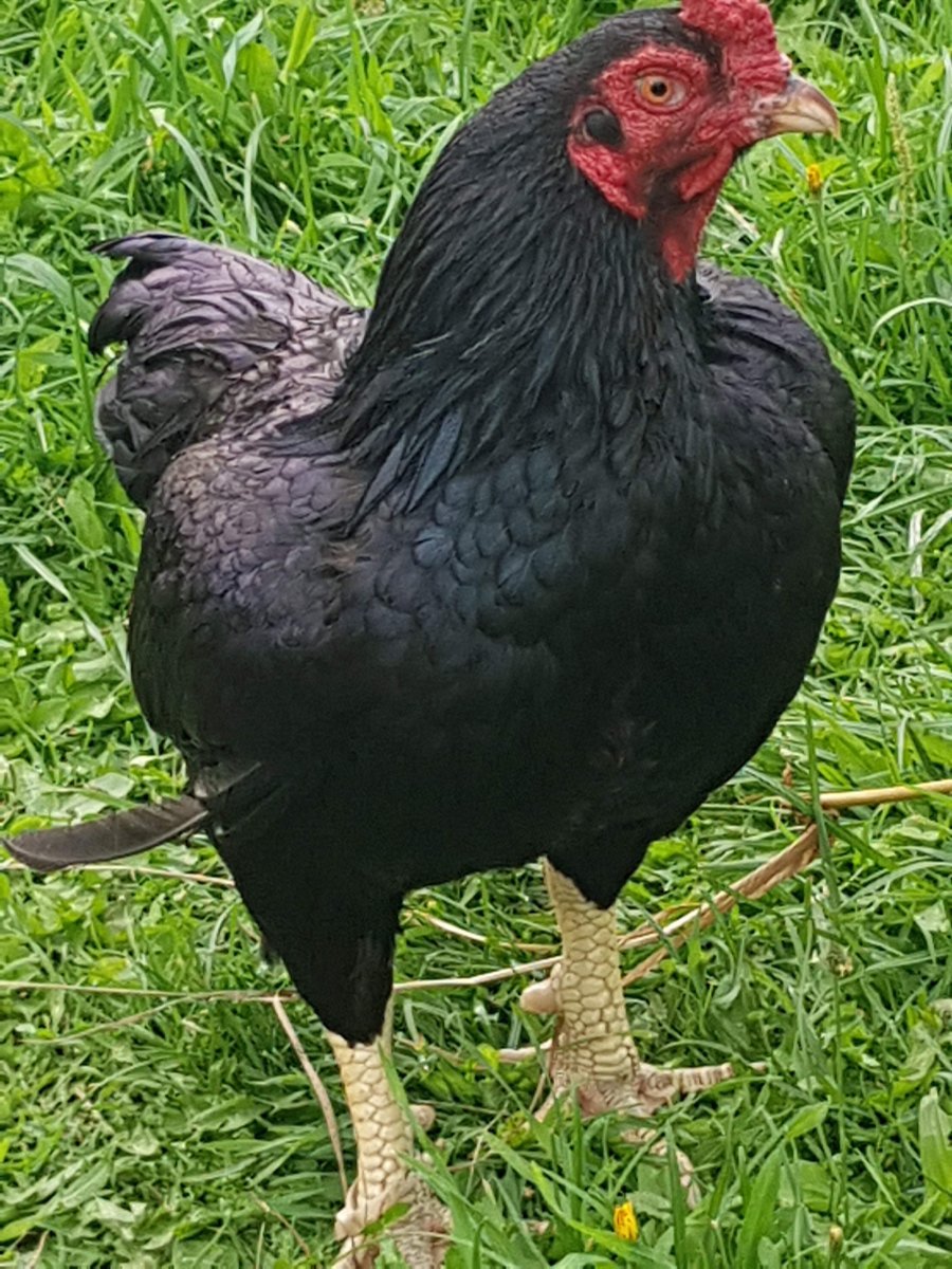 Корниш Юбилейный куры