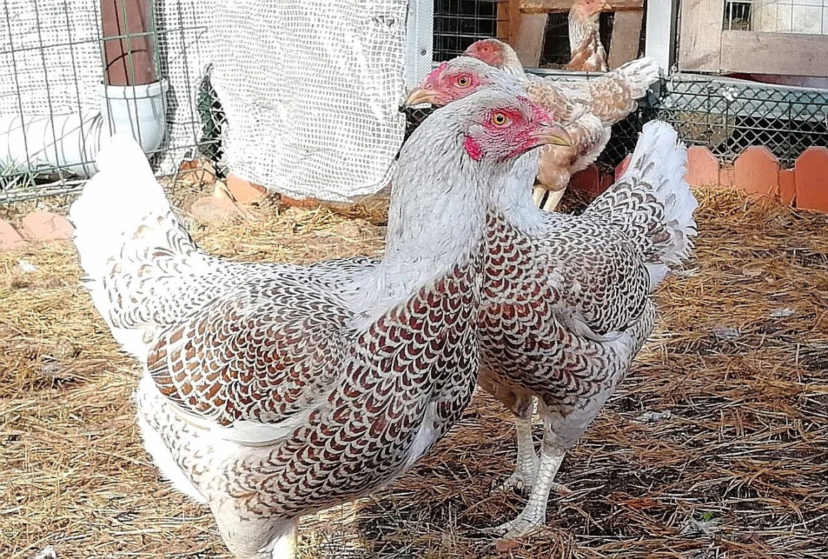 Куры Корниш индийская