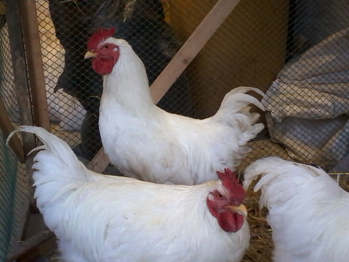 Белый Корниш и белый плимутрок