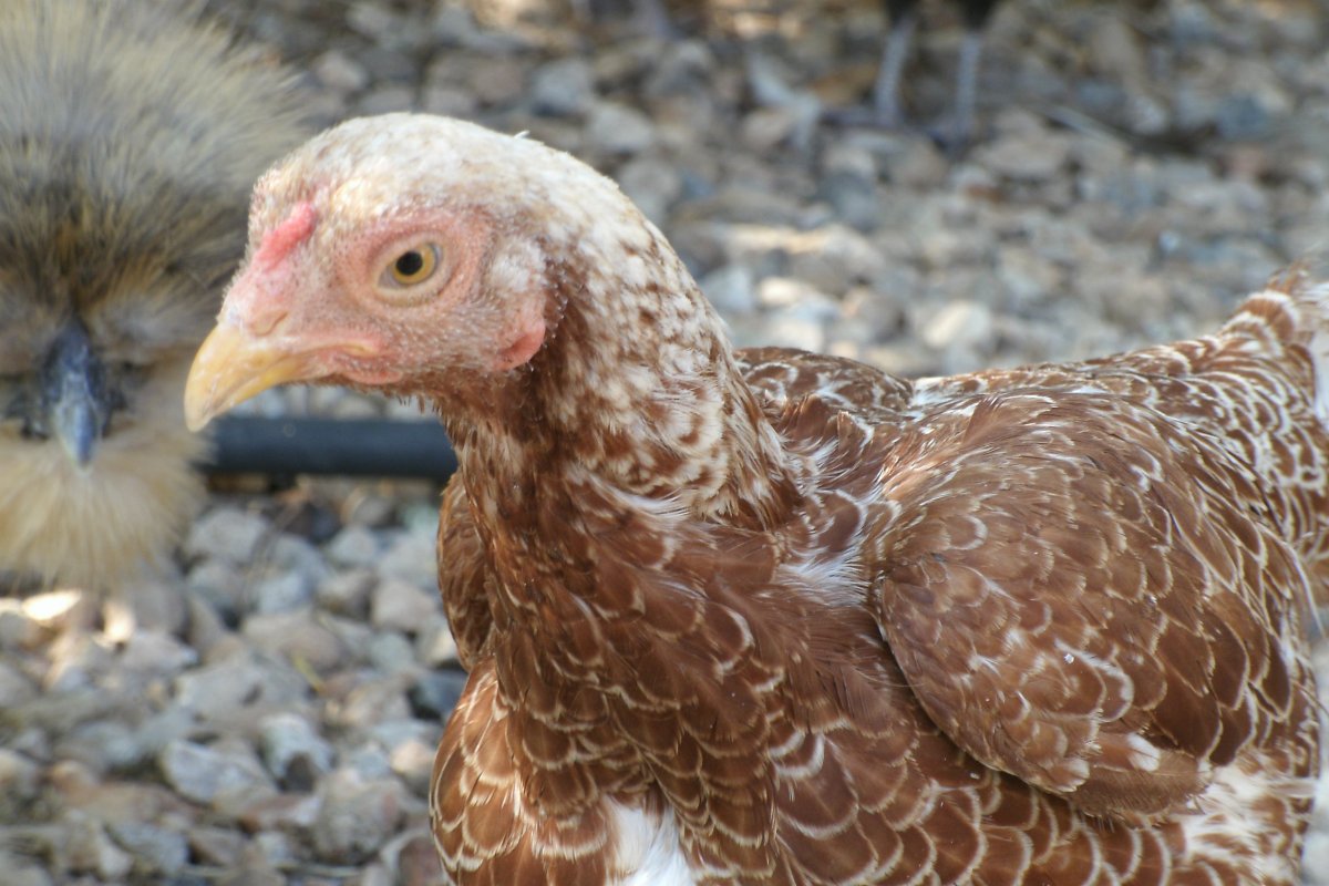 Корниш Юбилейный