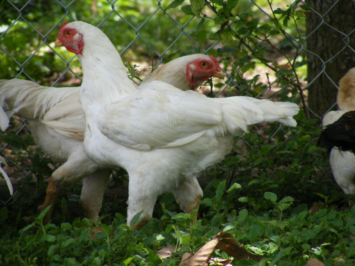 Белый Корниш порода кур
