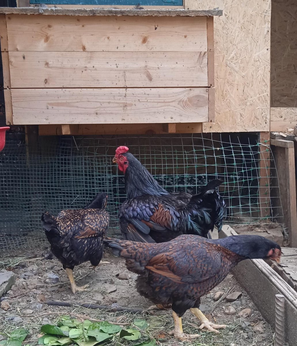 Корниш куры купить